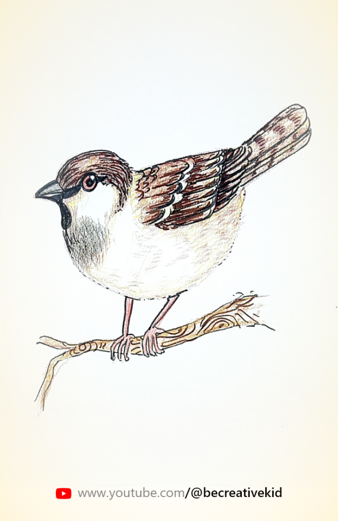 Download Free coloring page for coloring Sparrow pdf download and fill color - how to fill color Sparrow
